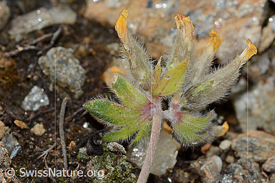Foto: Alpen-Wundklee (Anthyllis vulneraria ssp. alpestris). Hüllblätter und Stängel.