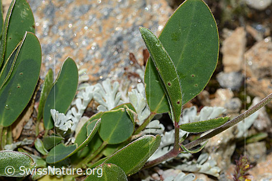 Foto: Alpen-Wundklee (Anthyllis vulneraria ssp. alpestris). Blätter.