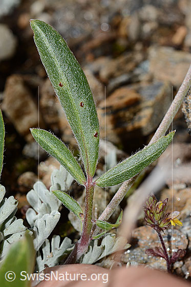 Foto: Alpen-Wundklee (Anthyllis vulneraria ssp. alpestris). Blattunterseite und Blattstängel.