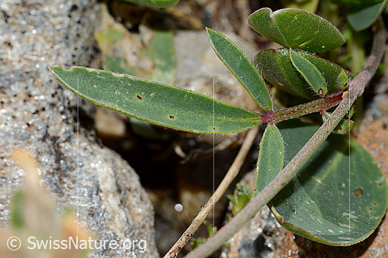 Foto: Alpen-Wundklee (Anthyllis vulneraria ssp. alpestris). Blätter.