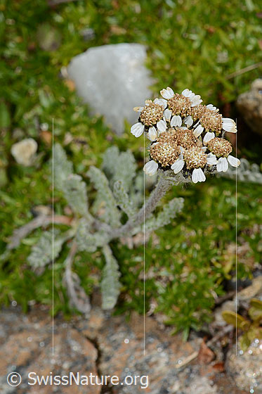 Photo: Achillea nana. Whole plant (habitus). View from above.
