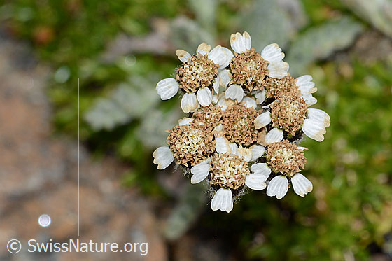 Foto: Zwerg-Schafgarbe (Achillea nana). Blüten.