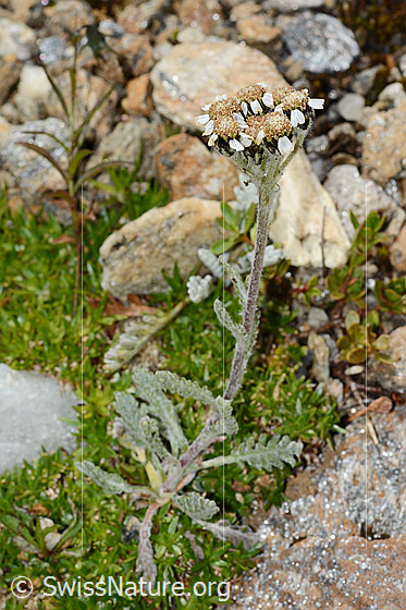 Photo: Achillea nana. Whole plant (habiti). View from the side.