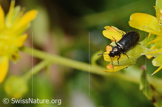 Foto: Dasytes obscurus (Wollhaarkäfer) auf Bewimpertem Steinbrech (Saxifraga aizoides). Länge 6mm. Ansicht von schräg vorne.