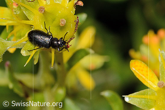 Foto: Dasytes obscurus (Wollhaarkäfer) auf Bewimpertem Steinbrech (Saxifraga aizoides). Länge 6mm. Ansicht von oben.