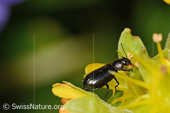 Foto: Dasytes obscurus (Wollhaarkäfer) auf Bewimpertem Steinbrech (Saxifraga aizoides). Länge 6mm. Ansicht von schräg hinten.