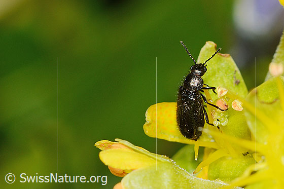 Foto: Dasytes obscurus (Wollhaarkäfer) auf Bewimpertem Steinbrech (Saxifraga aizoides). Länge 6mm. Ansicht von seitlich oben.