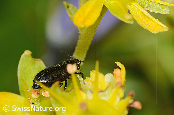 Foto: Dasytes obscurus (Wollhaarkäfer) auf Bewimpertem Steinbrech (Saxifraga aizoides). Länge 6mm. Ansicht von schräg hinten.