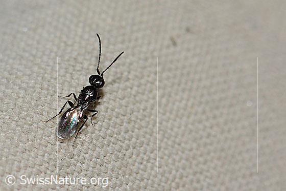 Wespe aus der Familie der Megaspilidae