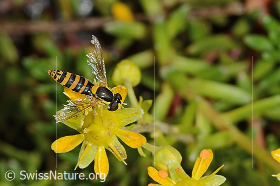 Foto: Gewöhnliche Langbauchschwebfliege (Sphaerophoria scripta) auf Bewimpertem Steinbrech (Saxifraga aizoides). Ansicht von oben.