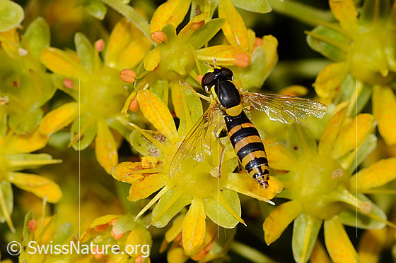 Foto: Gewöhnliche Langbauchschwebfliege (Sphaerophoria scripta) auf Bewimpertem Steinbrech (Saxifraga aizoides). Ansicht von oben.