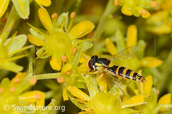 Foto: Gewöhnliche Langbauchschwebfliege (Sphaerophoria scripta) auf Bewimpertem Steinbrech (Saxifraga aizoides). Ansicht von seitlich oben.