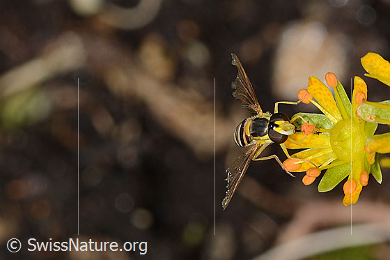 Foto: Gewöhnliche Langbauchschwebfliege (Sphaerophoria scripta) auf Bewimpertem Steinbrech (Saxifraga aizoides). Ansicht von vorne.