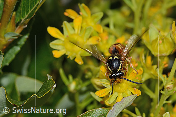 Foto: Rote Wespe (Vespula rufa) auf Bewimpertem Steinbrech (Saxifraga aizoides). Länge 17mm. Weibchen. Ansicht von vorne.