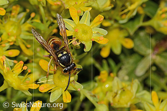 Foto: Rote Wespe (Vespula rufa) auf Bewimpertem Steinbrech (Saxifraga aizoides). Länge 17mm. Weibchen. Ansicht von vorne oben.