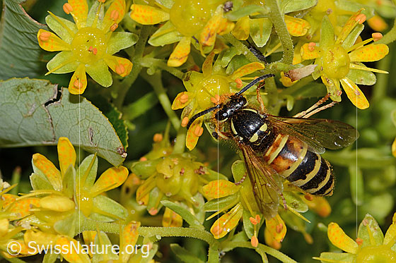 Foto: Rote Wespe (Vespula rufa) auf Bewimpertem Steinbrech (Saxifraga aizoides). Länge 17mm. Weibchen. Ansicht von oben.