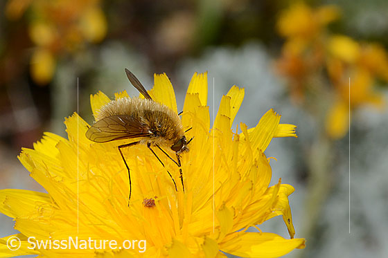 Foto: Grauer Wollschweber (Bombylius cinerascens). Länge 10mm. Weibchen. Ansicht von der Seite.