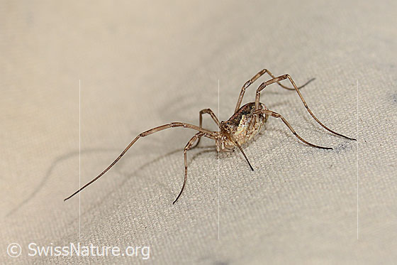 Foto: Wahrscheinlich Gemeiner Gebirgsweberknecht (Mitopus morio). Ansicht von schräg oben.