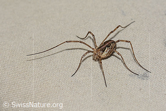 Foto: Wahrscheinlich Gemeiner Gebirgsweberknecht (Mitopus morio). Ansicht von vorne oben.