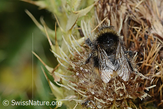 Foto: Berglandhummel (Bombus monticola) auf Alpen-Kratzdistel (Cirsium spinosissimum). Länge 16mm. Ansicht von oben.