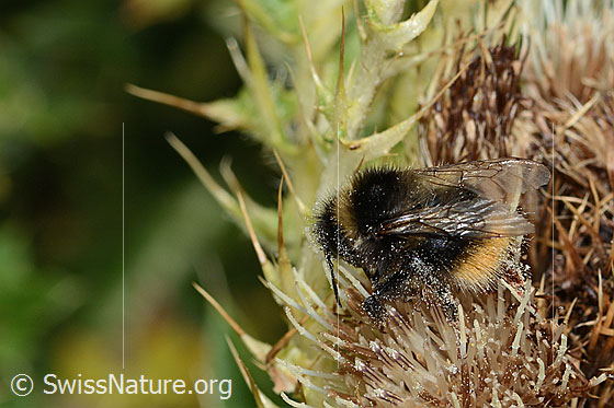 Foto: Berglandhummel (Bombus monticola) auf Alpen-Kratzdistel (Cirsium spinosissimum). Länge 16mm. Ansicht von seitlich oben.