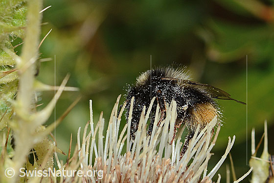 Foto: Berglandhummel (Bombus monticola) auf Alpen-Kratzdistel (Cirsium spinosissimum). Länge 16mm. Ansicht von der Seite.