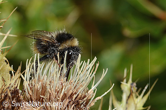 Foto: Berglandhummel (Bombus monticola) auf Alpen-Kratzdistel (Cirsium spinosissimum). Länge 16mm. Ansicht von seitlich vorne.