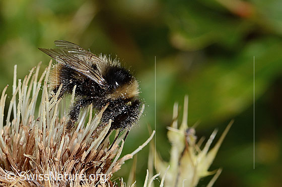 Photo: Bombus monticola on Cirsium spinosissimum. Length 16mm. View from the side.