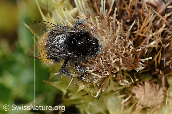 Foto: Berglandhummel (Bombus monticola) auf Alpen-Kratzdistel (Cirsium spinosissimum). Länge 16mm. Ansicht von oben.