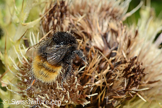 Photo: Bombus wurflenii on Cirsium spinosissimum. Length 15mm. View from above.
