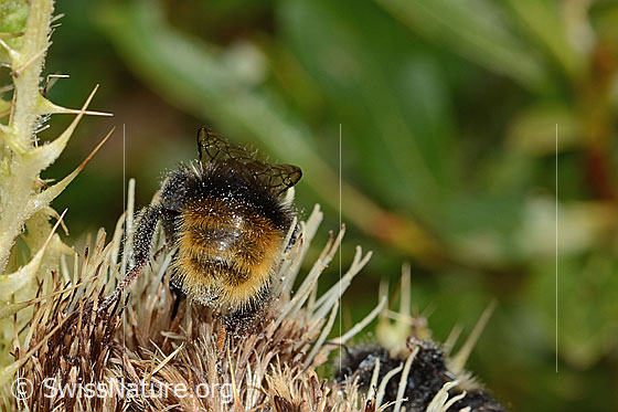 Photo: Bombus wurflenii on Cirsium spinosissimum. Length 15mm. View from behind.