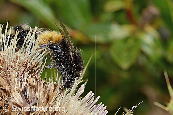 Photo: Bombus wurflenii on Cirsium spinosissimum. Length 15mm. View from the side.