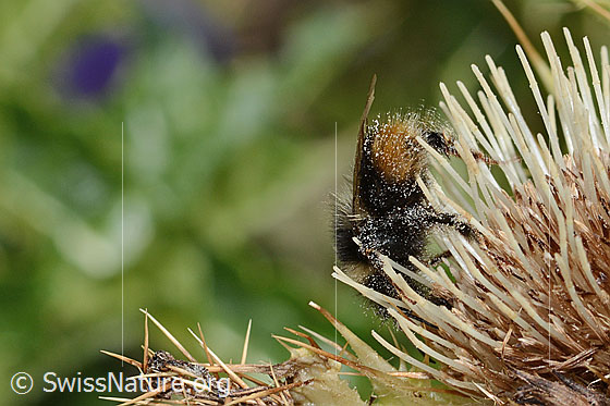 Foto: Berglandhummel (Bombus monticola) auf Alpen-Kratzdistel (Cirsium spinosissimum). Länge 16mm. Ansicht von der Seite.