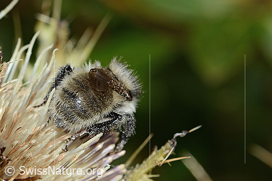 Photo: Bombus mesomelas on Cirsium spinosissimum. Length 15mm. View from behind.