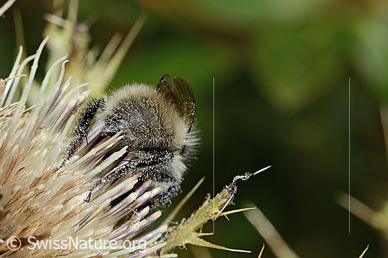 Foto: Berghummel (Bombus mesomelas) auf Alpen-Kratzdistel (Cirsium spinosissimum). Länge 15mm. Ansicht von schräg hinten.