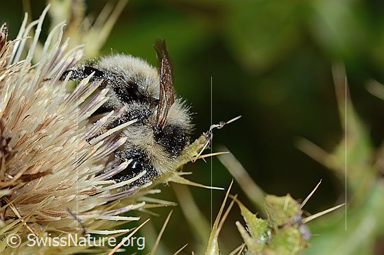 Foto: Berghummel (Bombus mesomelas) auf Alpen-Kratzdistel (Cirsium spinosissimum). Länge 15mm. Ansicht von der Seite.