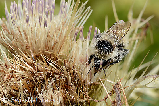 Photo: Bombus mesomelas on Cirsium spinosissimum. Length 15mm. View from the front oben.
