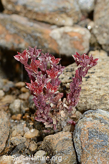 Photo: Sedum atratum. Whole plant (habiti).