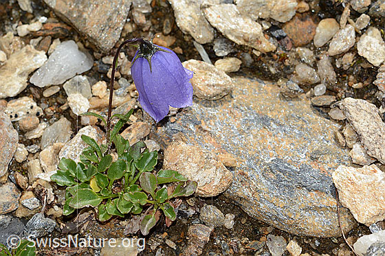 Foto: Niedliche Glockenblume (Campanula cochleariifolia). Ganze Pflanze (Habitus).
