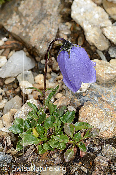 Foto: Niedliche Glockenblume (Campanula cochleariifolia). Ganze Pflanze (Habitus).