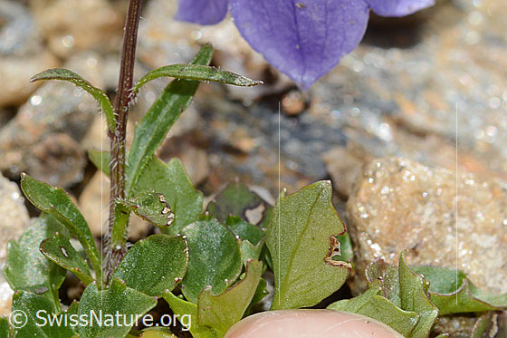 Foto: Niedliche Glockenblume (Campanula cochleariifolia). Stängel und Blätter.