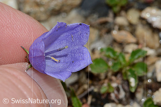 Foto: Niedliche Glockenblume (Campanula cochleariifolia). Blick in die Blüte.