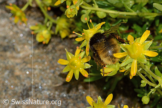 Foto: Bergwald-Hummel (Bombus wurflenii) auf Bewimpertem Steinbrech (Saxifraga aizoides). Länge 15mm. Ansicht von hinten.