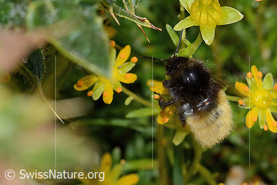 Foto: Bergwald-Hummel (Bombus wurflenii) auf Bewimpertem Steinbrech (Saxifraga aizoides). Länge 15mm. Ansicht von schräg oben.