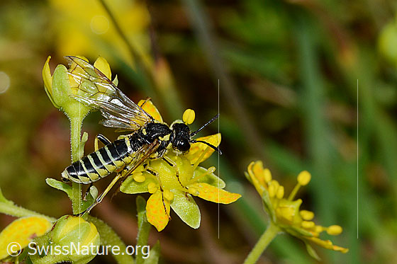 Foto: Wahrscheinlich Tenthredo brevicornis (Blattwespe) auf Bewimpertem Steinbrech (Saxifraga aizoides). Länge 12mm. Ansicht von seitlich oben.