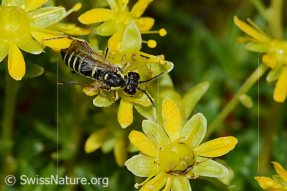 Foto: Wahrscheinlich Tenthredo brevicornis (Blattwespe) auf Bewimpertem Steinbrech (Saxifraga aizoides). Länge 12mm. Ansicht von oben.