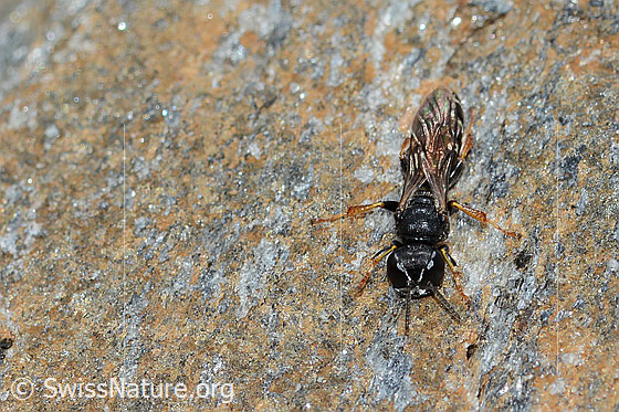 Photo: Probably Crabro alpinus. Length 10mm. Female. View from above.