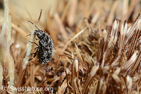 Photo: Dasytes obscurus on Cirsium spinosissimum. Length 5.5mm. View from side front.