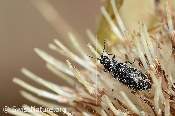 Photo: Dasytes obscurus on Cirsium spinosissimum. Length 5.5mm. View from above.