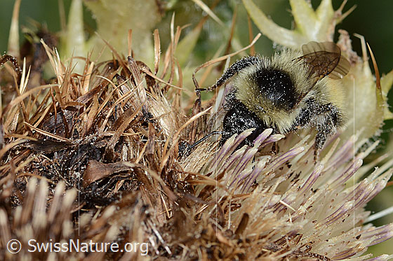 Foto: Berghummel (Bombus mesomelas) auf Alpen-Kratzdistel (Cirsium spinosissimum). Länge 15mm. Ansicht von schräg vorne.